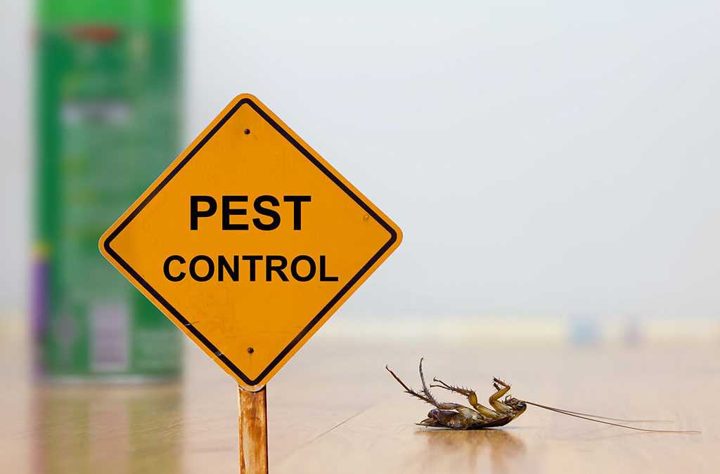 All about residential pest control in San Antonio Lift Bit