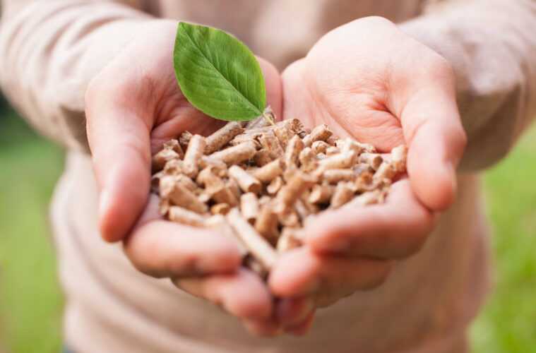 What Is Biomass Energy? A Mini Guide