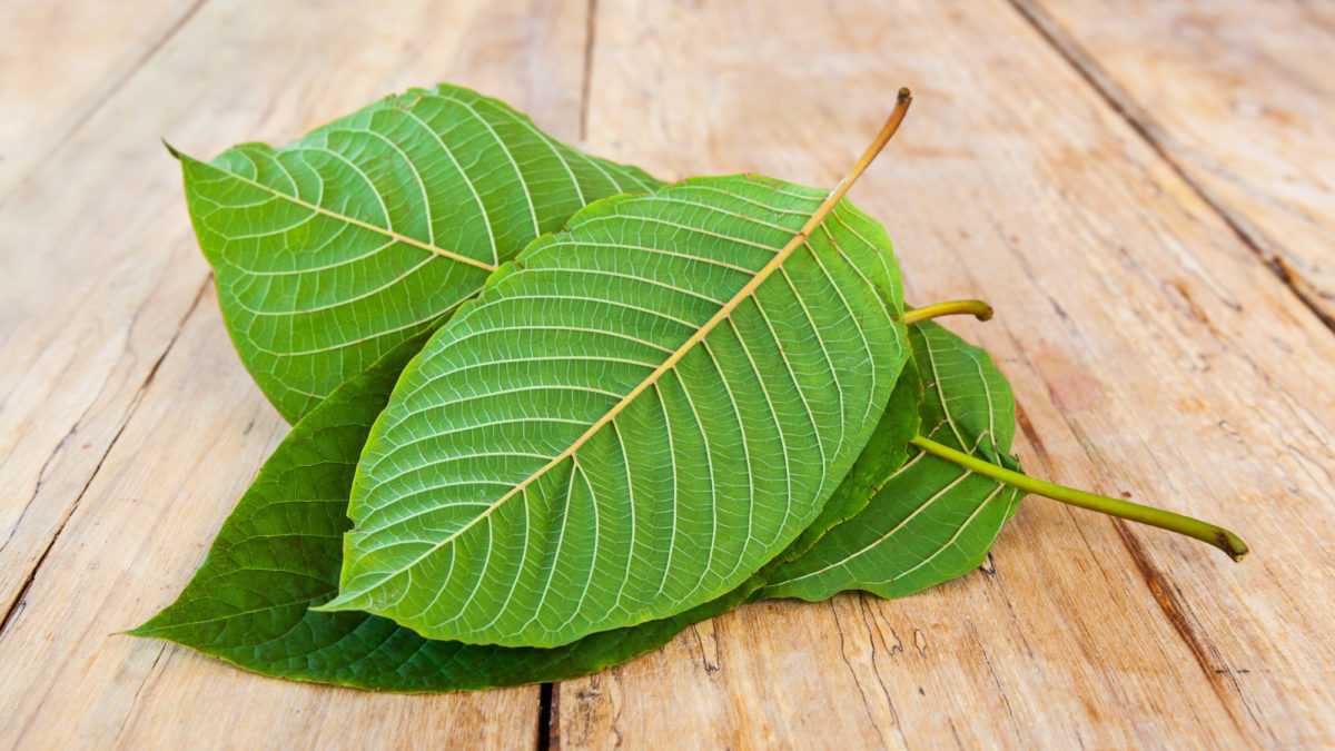 Kratom Health Benefits, Side Effects, and More