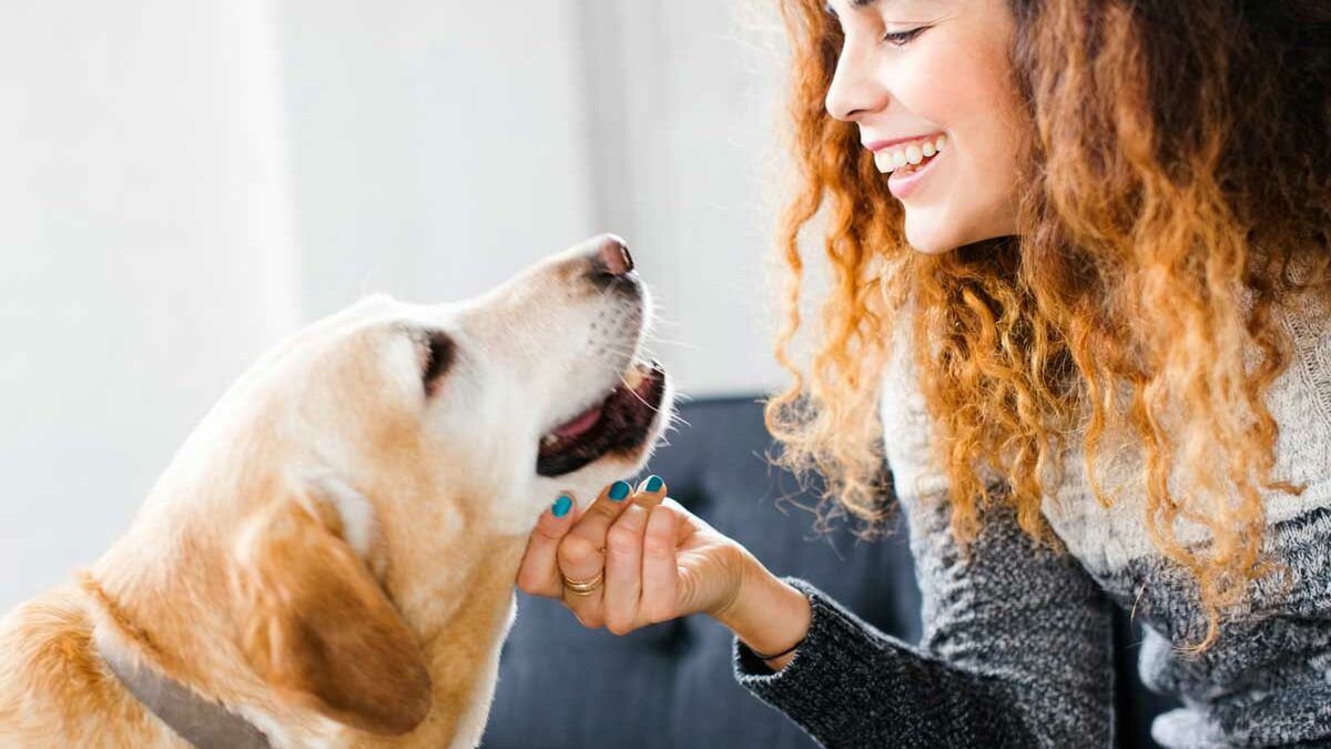 How Do You Take Care Of Dogs With CBD Products?